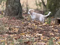Joy, a female Miniature Dachshund for sale in Nashville, AR – 2 of 9