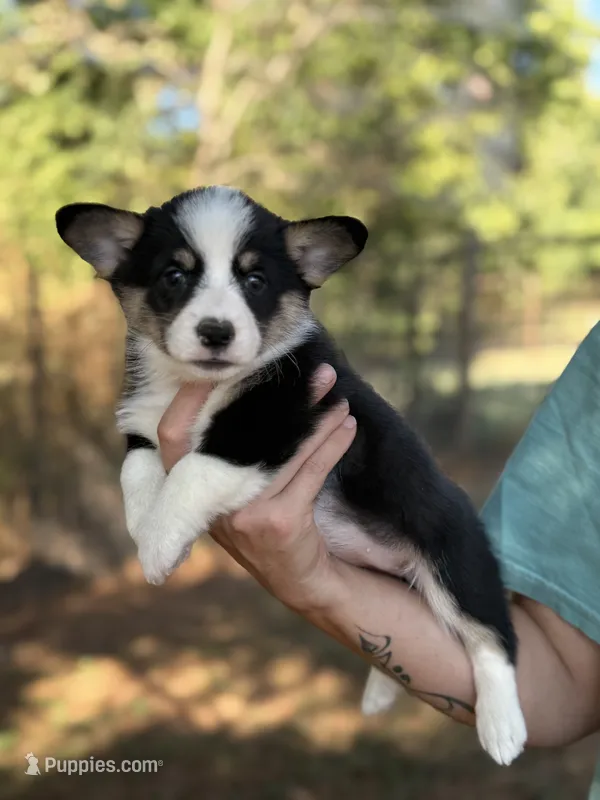 Betsy  – Cardigan Welsh Corgi, Pembroke Welsh Corgi puppy for sale in Nashville, AR