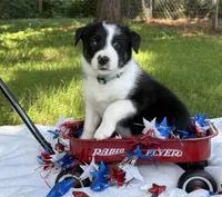 Sister, a female Border Collie for sale in Nashville, AR – 3 of 5