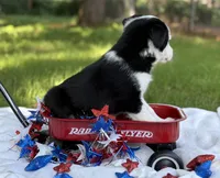 Patch, a male Border Collie for sale in Nashville, AR – 2 of 3