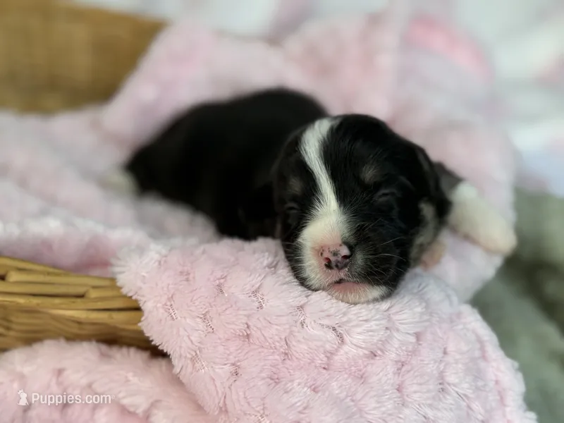 Full tail  – Cardigan Welsh Corgi, Pembroke Welsh Corgi puppy for sale in Nashville, AR