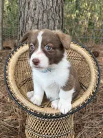 Liver Girl, a female Cardigan Welsh Corgi and Pembroke Welsh Corgi for sale in Nashville, AR – 8 of 10