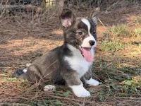Red collar bribdle, a male Cardigan Welsh Corgi and Pembroke Welsh Corgi for sale in Nashville, AR – 8 of 10