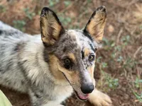 Sofia, a female Cardigan Welsh Corgi and Pembroke Welsh Corgi for sale in Nashville, AR – 3 of 4