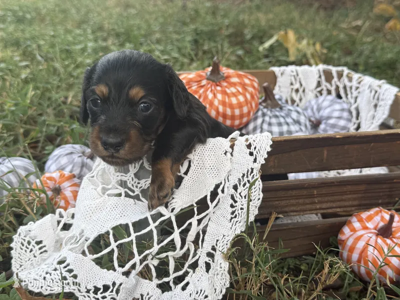 Long hair – Miniature Dachshund puppy for sale in Nashville, AR