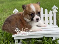 Fluff carrier, a male Pembroke Welsh Corgi for sale in Nashville, AR – 2 of 3