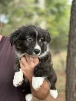 Brindle fluff , a male Cardigan Welsh Corgi and Pembroke Welsh Corgi for sale in Nashville, AR – 3 of 10