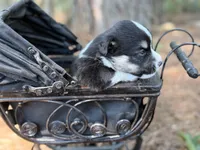 Missy, a female Cardigan Welsh Corgi and Pembroke Welsh Corgi for sale in Nashville, AR – 8 of 10