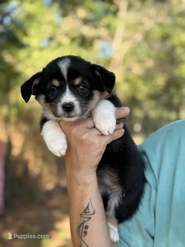 Missy – Cardigan Welsh Corgi, Pembroke Welsh Corgi puppy for sale in Nashville, AR