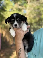 Missy, a female Cardigan Welsh Corgi and Pembroke Welsh Corgi for sale in Nashville, AR – 5 of 10