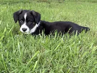 Knox, a male Cardigan Welsh Corgi for sale in Nashville, AR – 10 of 10