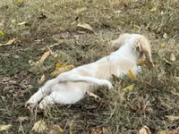 Joy, a female Miniature Dachshund for sale in Nashville, AR – 3 of 9