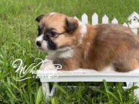 Red Fluffy TC, a female Pembroke Welsh Corgi for sale in Nashville, AR – 2 of 2