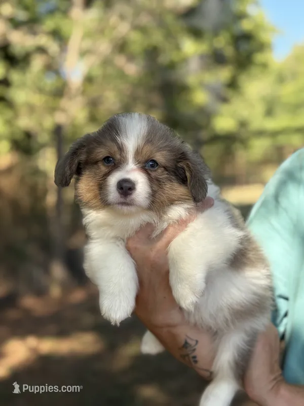 Sable bluie fluff AKC – Pembroke Welsh Corgi puppy for sale in Nashville, AR