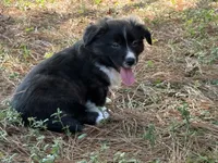 Brindle fluff , a male Cardigan Welsh Corgi and Pembroke Welsh Corgi for sale in Nashville, AR – 7 of 10