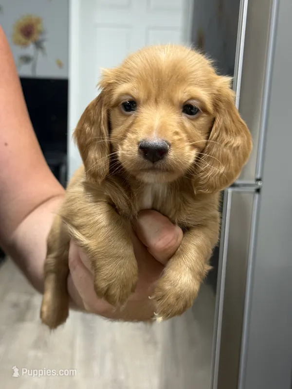 Dark cream  – Miniature Dachshund puppy for sale in Nashville, AR