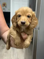 Dark cream , a male Miniature Dachshund for sale in Nashville, AR – 3 of 8