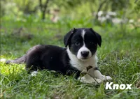 Knox, a male Cardigan Welsh Corgi for sale in Nashville, AR – 2 of 9