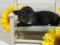 Black long hair- AKC, a female Miniature Dachshund for sale in Nashville, AR – 1 of 3