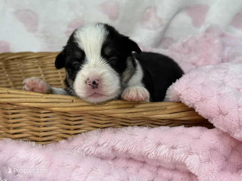 Betsy  – Cardigan Welsh Corgi, Pembroke Welsh Corgi puppy for sale in Nashville, AR