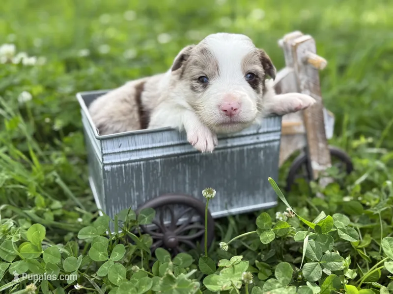 Red merle – Border Collie puppy for sale in Nashville, AR