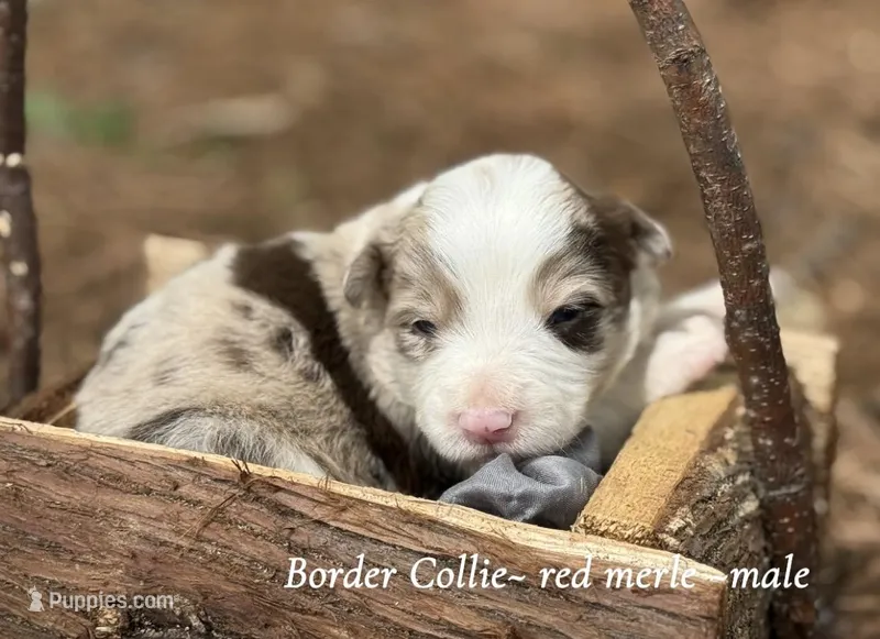 Red merle – Border Collie puppy for sale in Nashville, AR