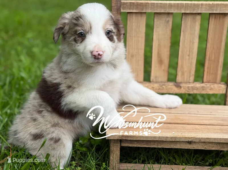 Red merle – Border Collie puppy for sale in Nashville, AR