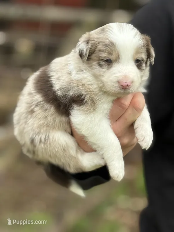Red merle – Border Collie puppy for sale in Nashville, AR