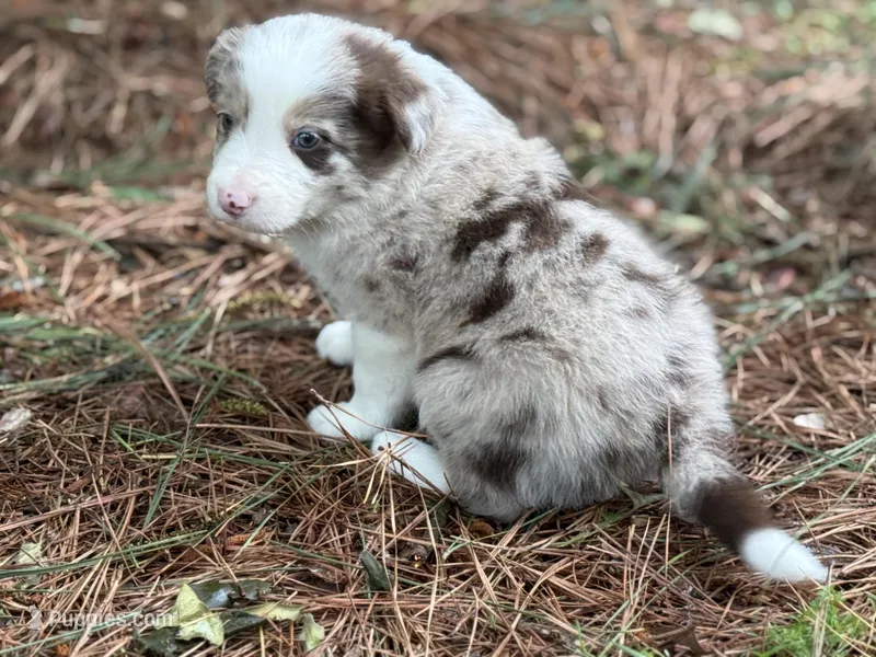 Red merle – Border Collie puppy for sale in Nashville, AR