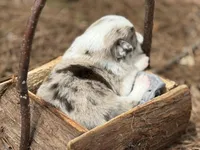 Red merle, a male Border Collie for sale in Nashville, AR – Photo 2 of 2