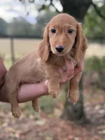 Oscar~ Dark cream , a male Miniature Dachshund for sale in Nashville, AR – 6 of 10