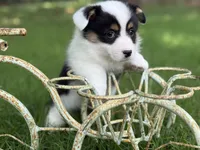 Mismark girl, a female Pembroke Welsh Corgi for sale in Nashville, AR – 2 of 6