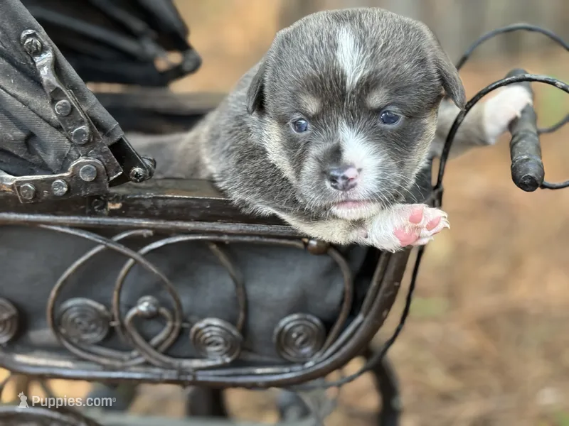 Full tail bluie – Cardigan Welsh Corgi, Pembroke Welsh Corgi puppy for sale in Nashville, AR