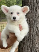Mismark Bluie, a male Pembroke Welsh Corgi for sale in Nashville, AR – 5 of 5