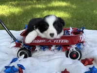Miss priss, a female Border Collie for sale in Nashville, AR – 4 of 5