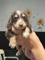 PRA CLEAR~AKC, a male Miniature Dachshund for sale in Nashville, AR – 1 of 9