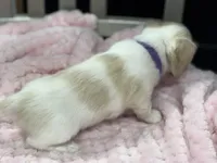 Blondie~ purple, a female Miniature Dachshund for sale in Nashville, AR – 2 of 3