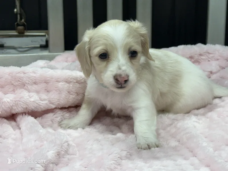 Cream pie~ Teal – Miniature Dachshund puppy for sale in Nashville, AR