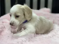 Blue collar - cream pie, a female Miniature Dachshund for sale in Nashville, AR – 3 of 3