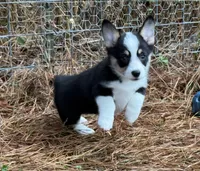 Betsy , a female Cardigan Welsh Corgi and Pembroke Welsh Corgi for sale in Nashville, AR – 6 of 10