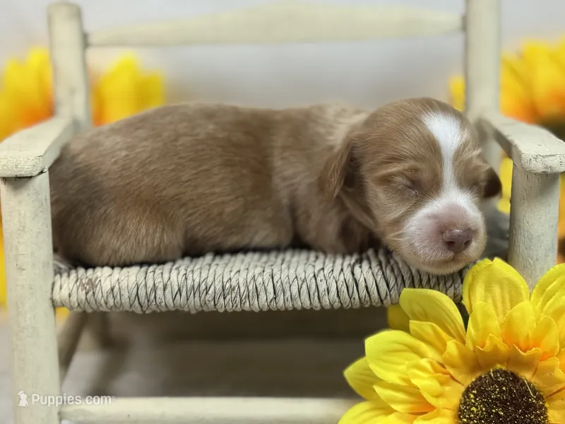 SILKY Red girl – Miniature Dachshund puppy for sale in Nashville, AR