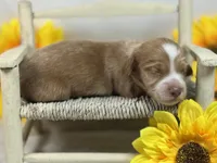 SILKY Red girl, a female Miniature Dachshund for sale in Nashville, AR – 1 of 6