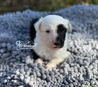 Splash, a female Border Collie for sale in Nashville, AR – Photo 2 of 3