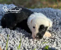 Splash, a female Border Collie for sale in Nashville, AR – Photo 3 of 3