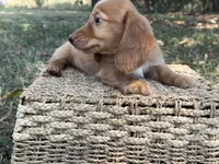 Dark cream , a male Miniature Dachshund for sale in Nashville, AR – 8 of 8