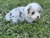 Marley, a female Pembroke Welsh Corgi for sale in Nashville, AR – Photo 2 of 3