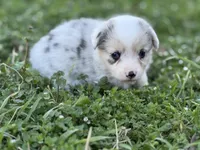 Marley, a female Pembroke Welsh Corgi for sale in Nashville, AR – Photo 3 of 3