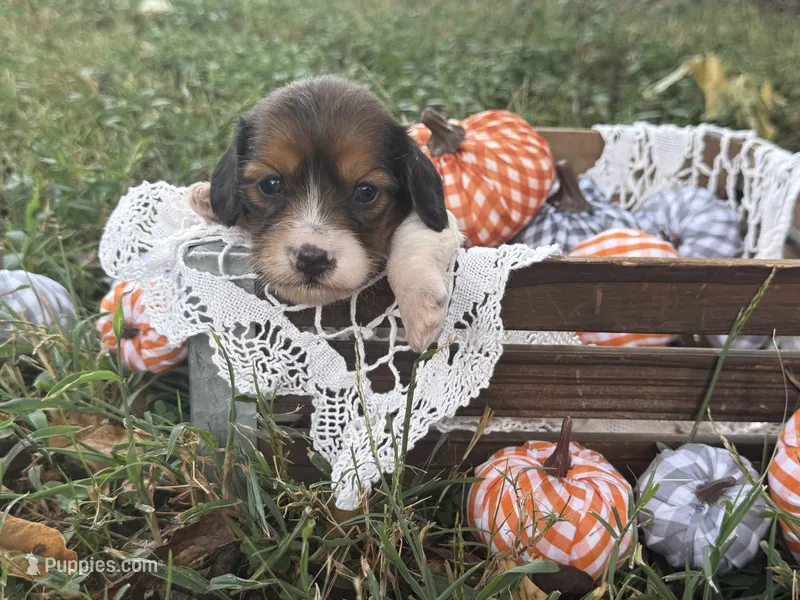 Silky Pie – Miniature Dachshund puppy for sale in Nashville, AR