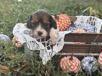 Silky Pie, a female Miniature Dachshund for sale in Nashville, AR – 1 of 4