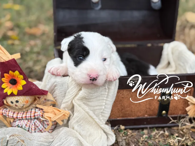 Patsy – Border Collie puppy for sale in Nashville, AR
